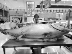 温州现715斤金枪鱼 最贵一块肉38