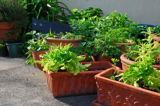 “蔬菜花园” 有望在幼儿园、小学推广